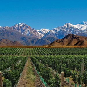 Instituto Gato Dumas organiza un viaje académico a Mendoza para estudiantes y egresados de Sommelier y Diplomado en Vinos